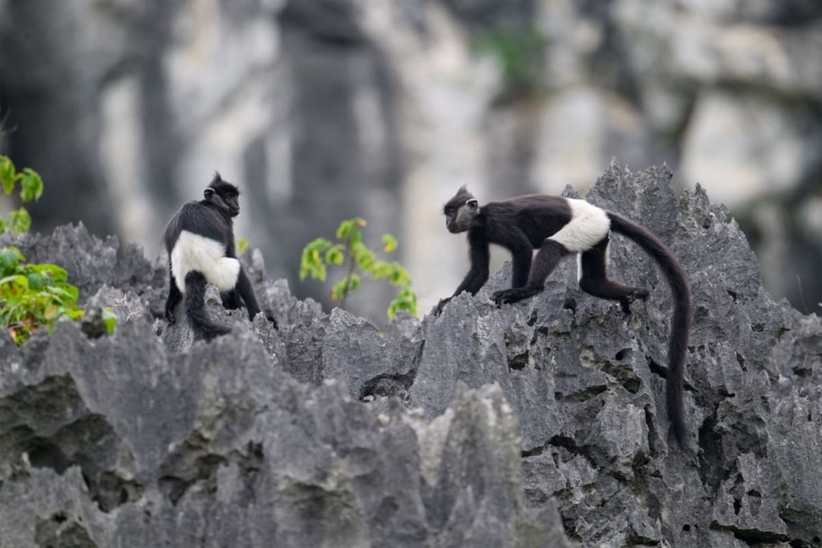Vietnam's 'White-Pants Monkey' Climbs Back from 234 Left