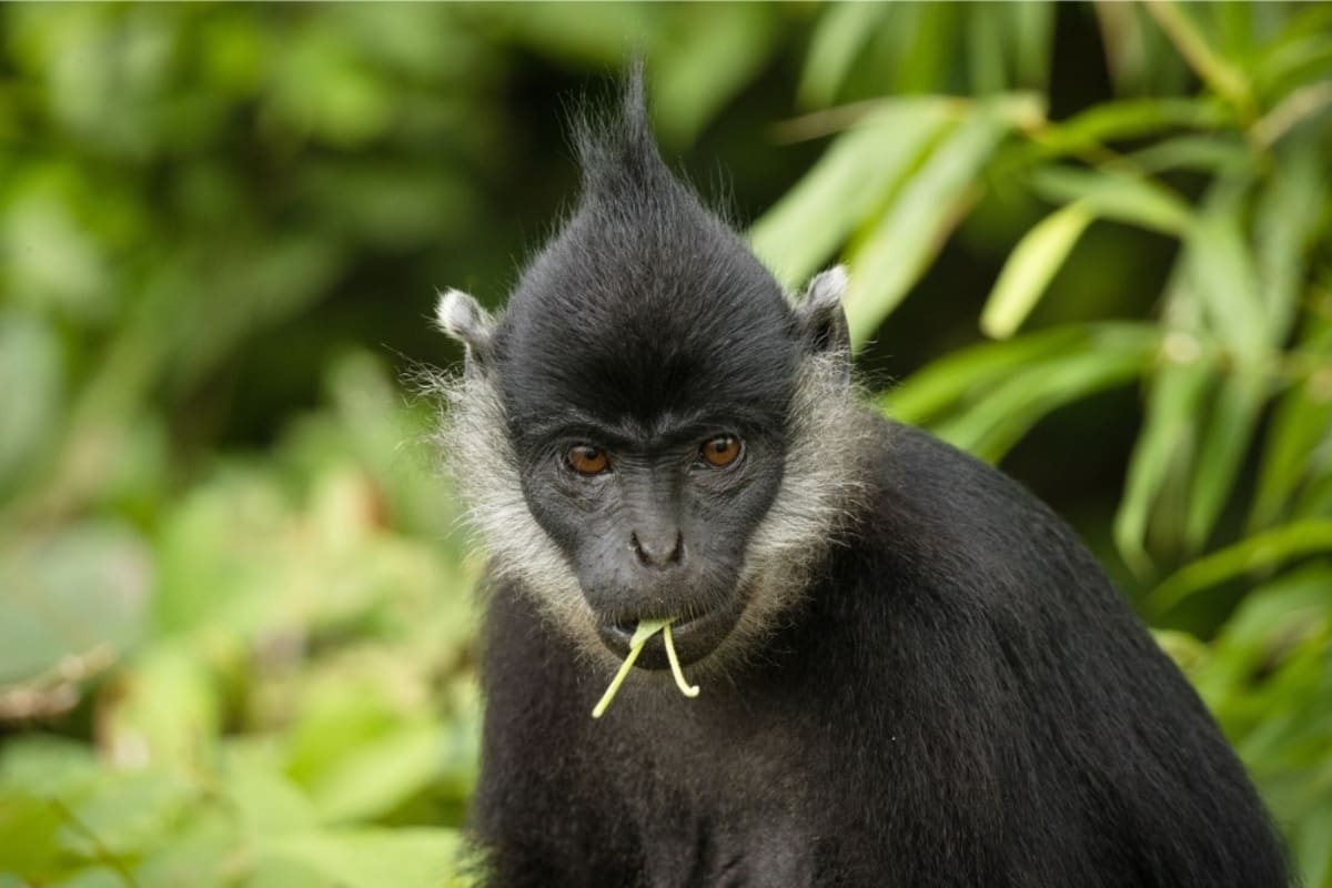 Vietnam's 'White-Pants Monkey' Climbs Back from 234 Left - Image 3
