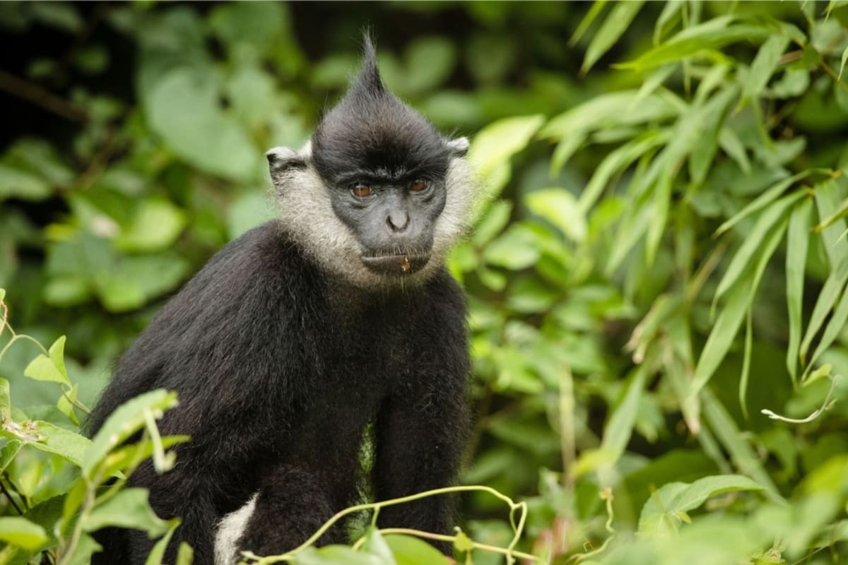 Vietnam's 'White-Pants Monkey' Climbs Back from 234 Left - Image 2