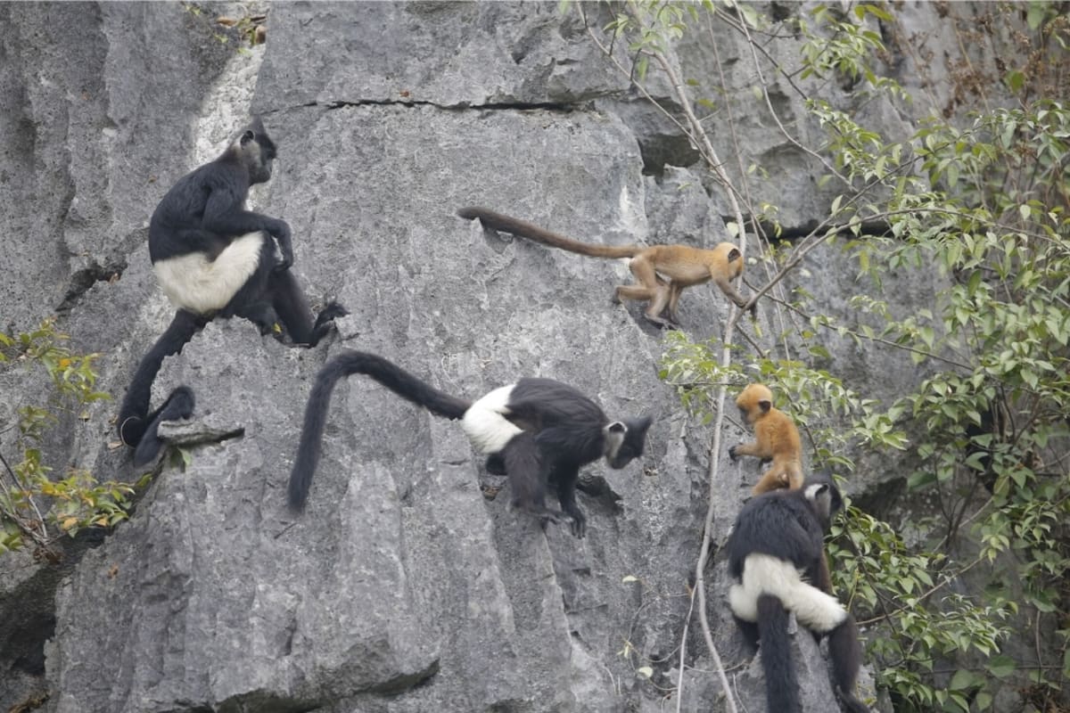 Vietnam's 'White-Pants Monkey' Climbs Back from 234 Left - Image 5