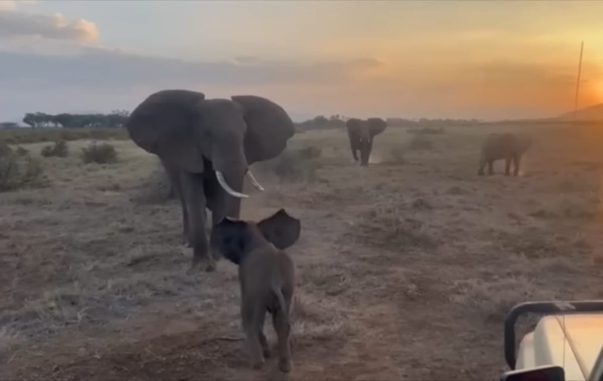 Baby elephant drinks from bottle held by researcher in Kenya wildlife reserve
