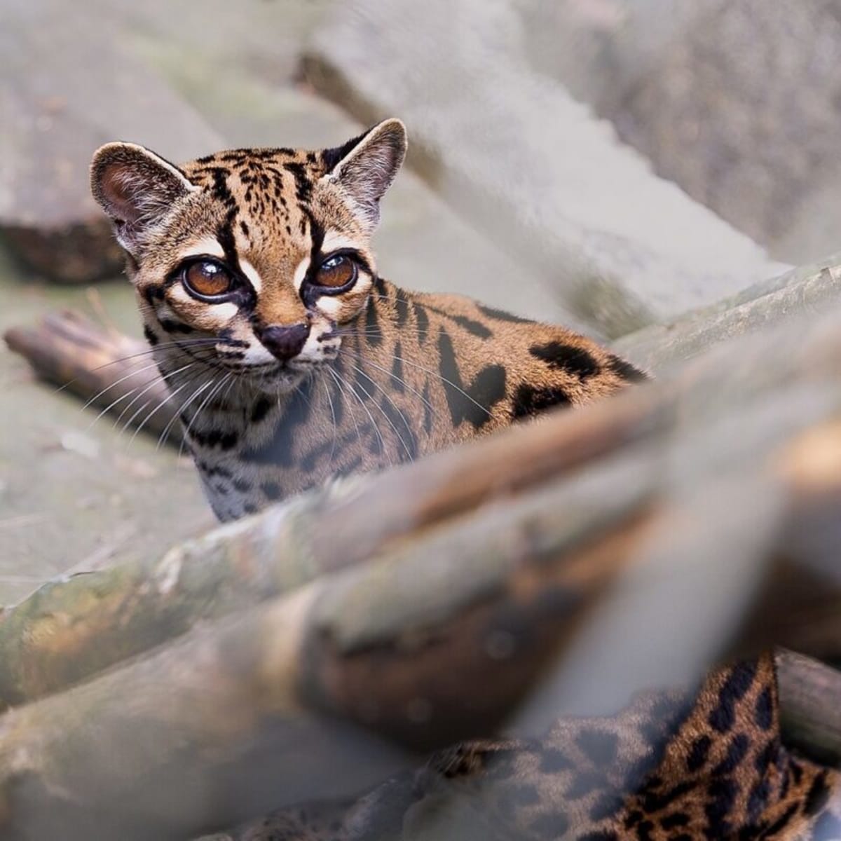 Small spotted wildcat with light brown fur and dark rosettes at Bolivian wildlife refuge