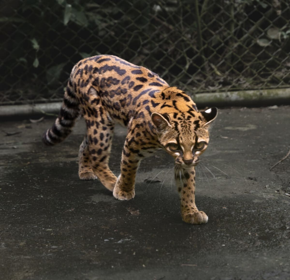 Scientists Find New Cat Species Hidden in Bolivia - Image 5