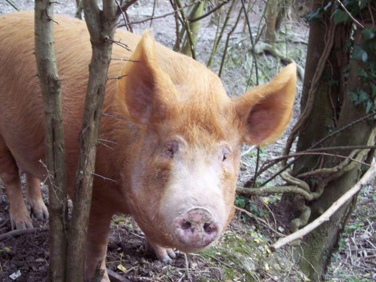 Norfolk Farm Rewilding Brings Back 15-Year-Absent Species - Image 4