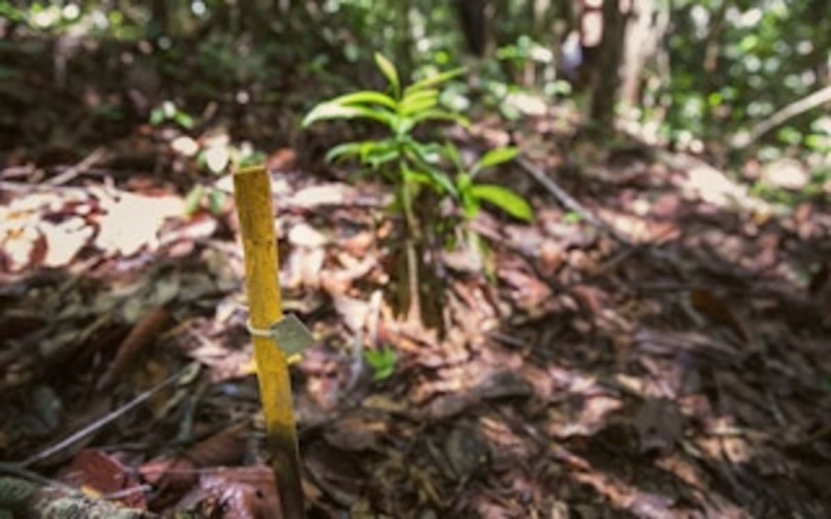 IKEA Restores 18,500 Hectares of Borneo Rainforest - Image 2