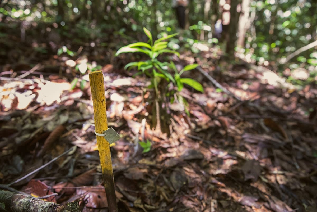 IKEA Restores 18,500 Hectares of Borneo Rainforest