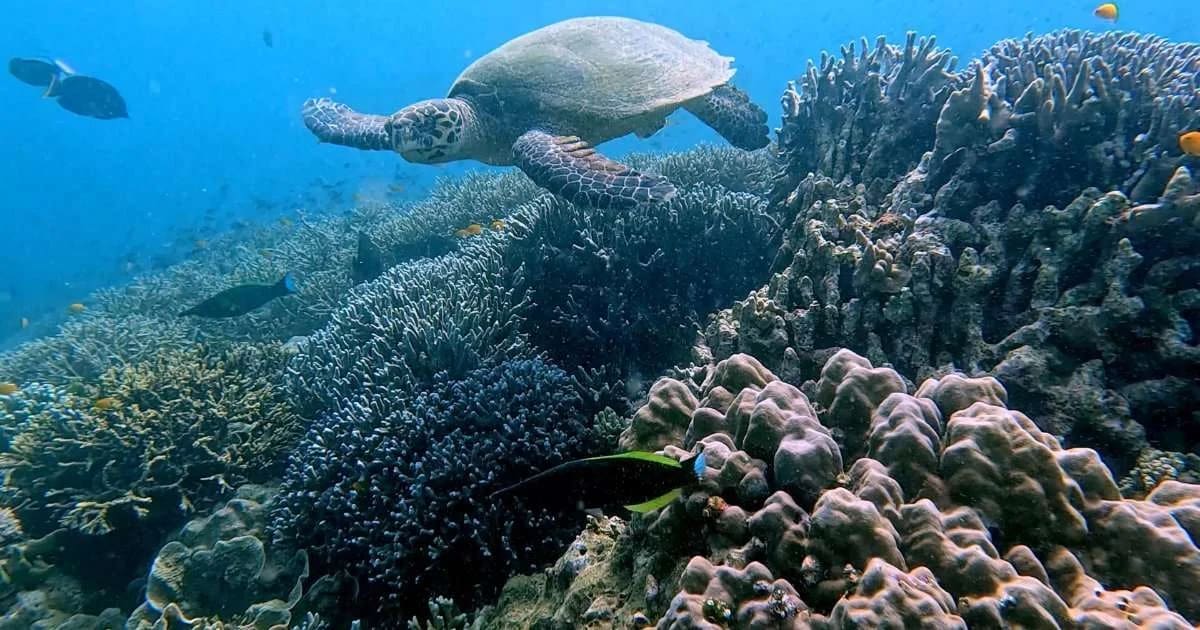 Congress Pledges $30M to Save World's Rarest Animals