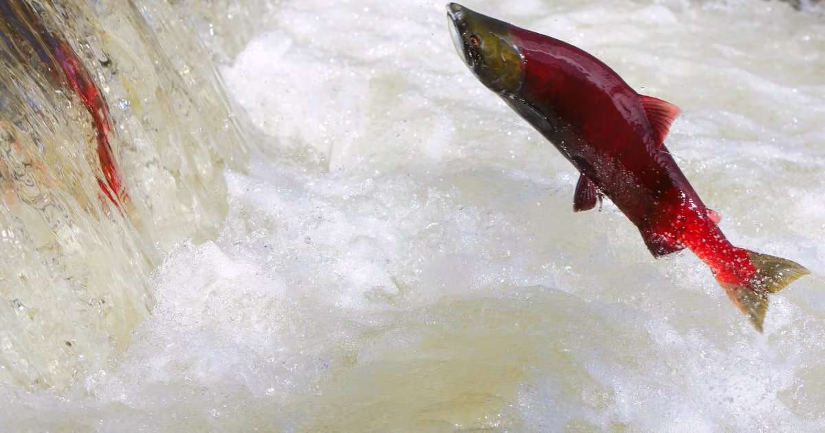 Canada and Gitanyow Nation Sign 10-Year Salmon Agreement