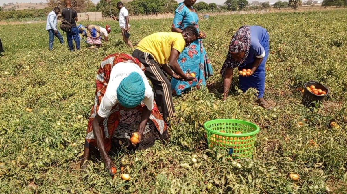 Ghanaian farmers tending to tomato crops in irrigated fields under clear skies