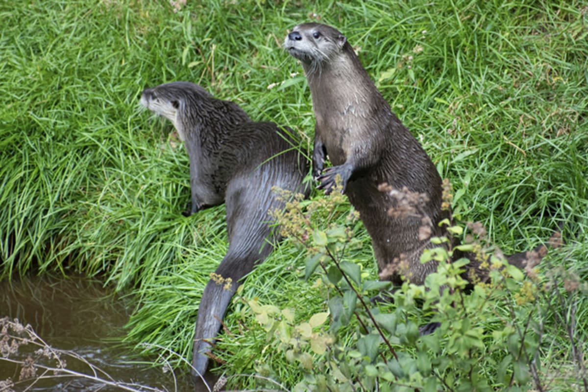 River Otters Make Major Comeback Across 40 U.S. States
