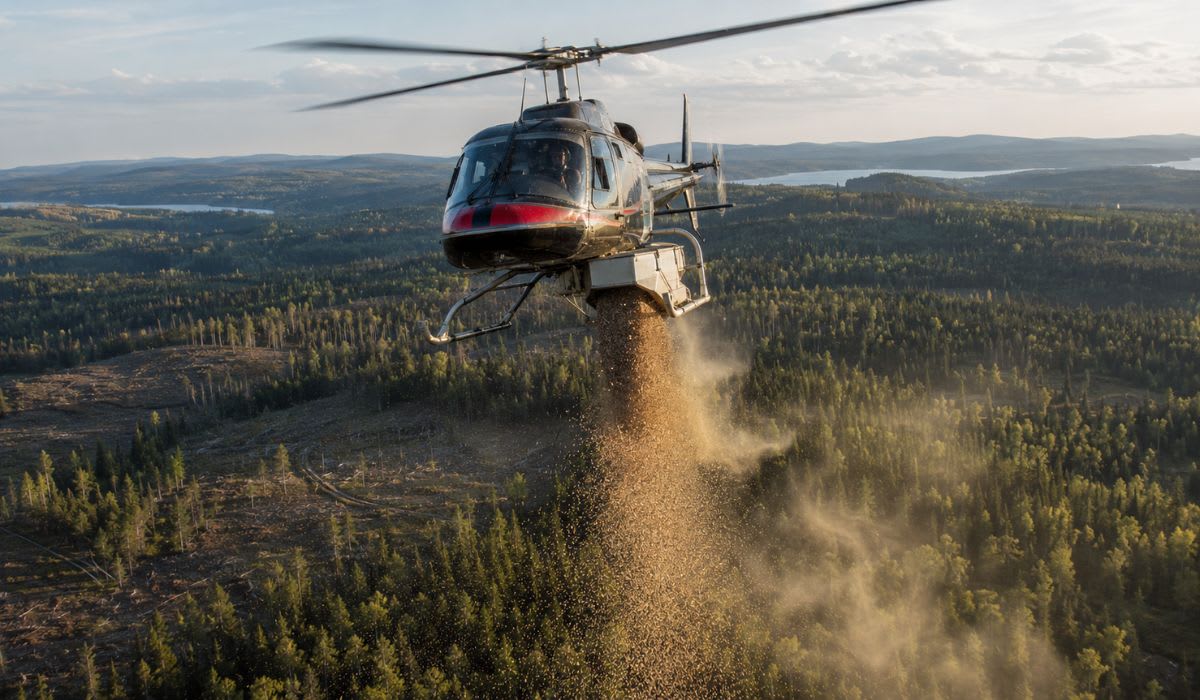 ** Helicopter flying over dense forest canopy dispersing tree seeds for Minnesota reforestation project