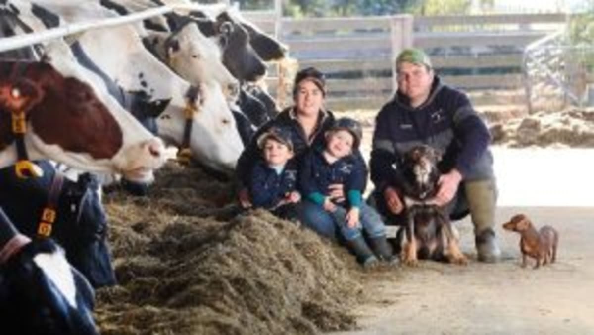 New Zealand Dairy Farms Prioritize Worker Wellbeing - Image 4