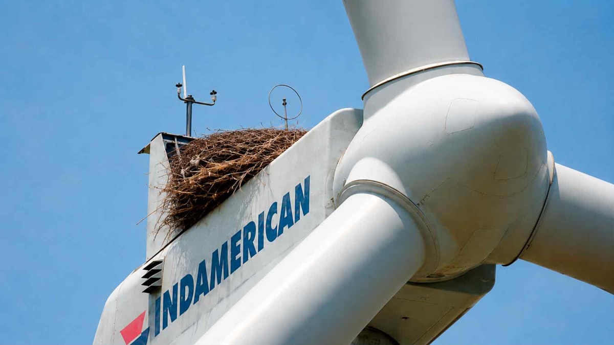 Prairie Chickens Thrive Next to Kansas Wind Turbines