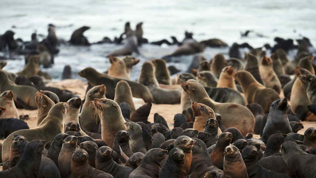 Seals Turn North Sea Wind Farms Into Hunting Grounds