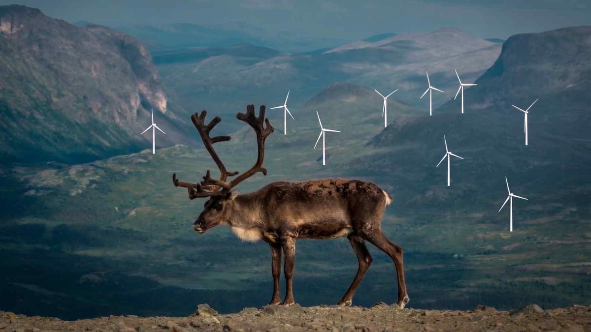Norway's Biggest Wind Farm Survives Reindeer Rights Battle