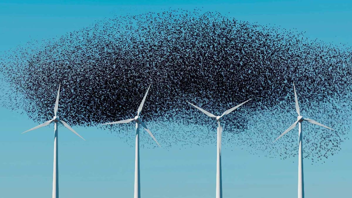 60,000 Seabirds Turn Belgian Wind Farm Into Feeding Haven