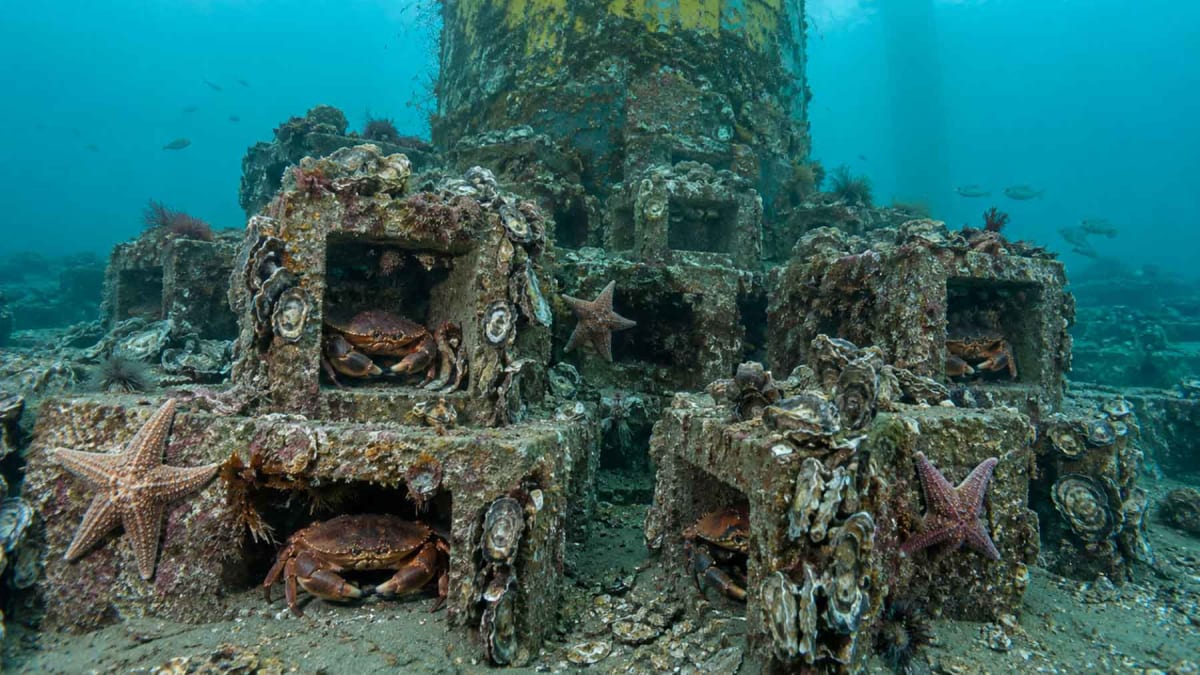 Wind Turbine Gets 75,000 Reef Cubes for Marine Life