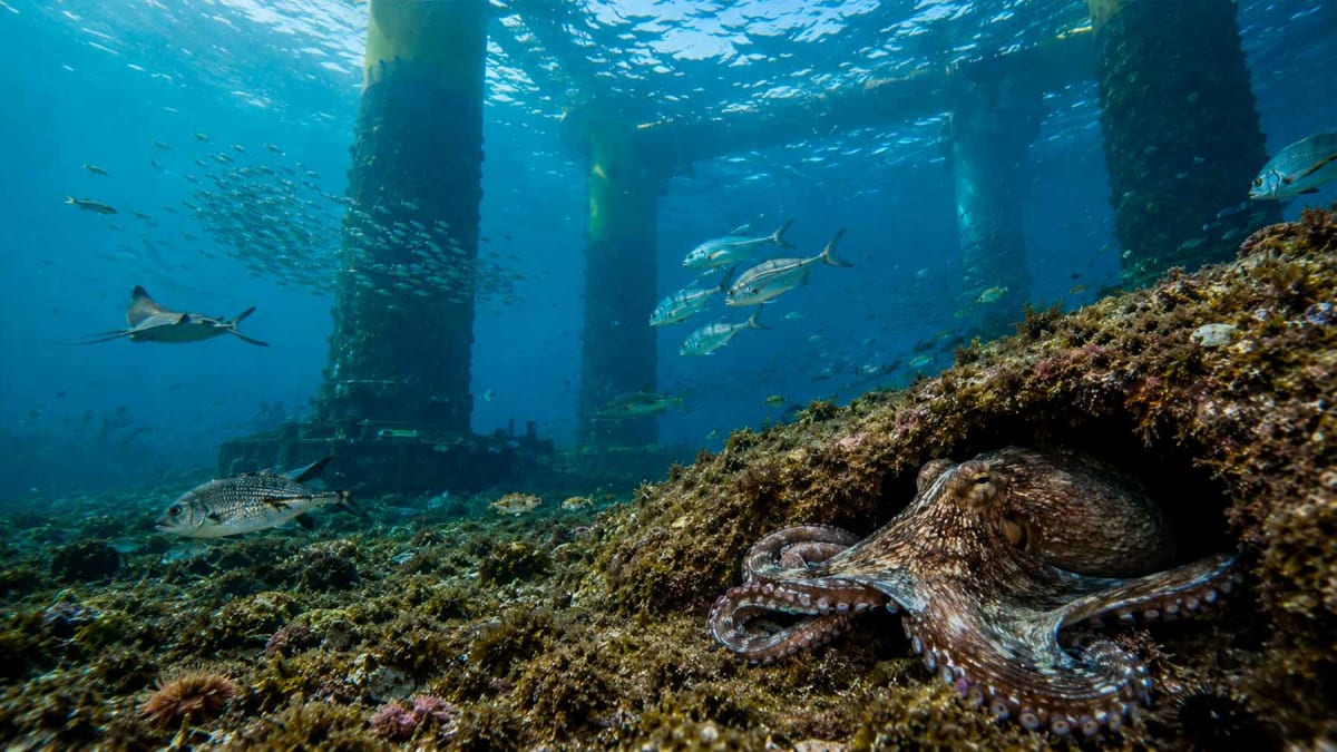 Floating Wind Farm Attracts More Ocean Life Than Empty Water