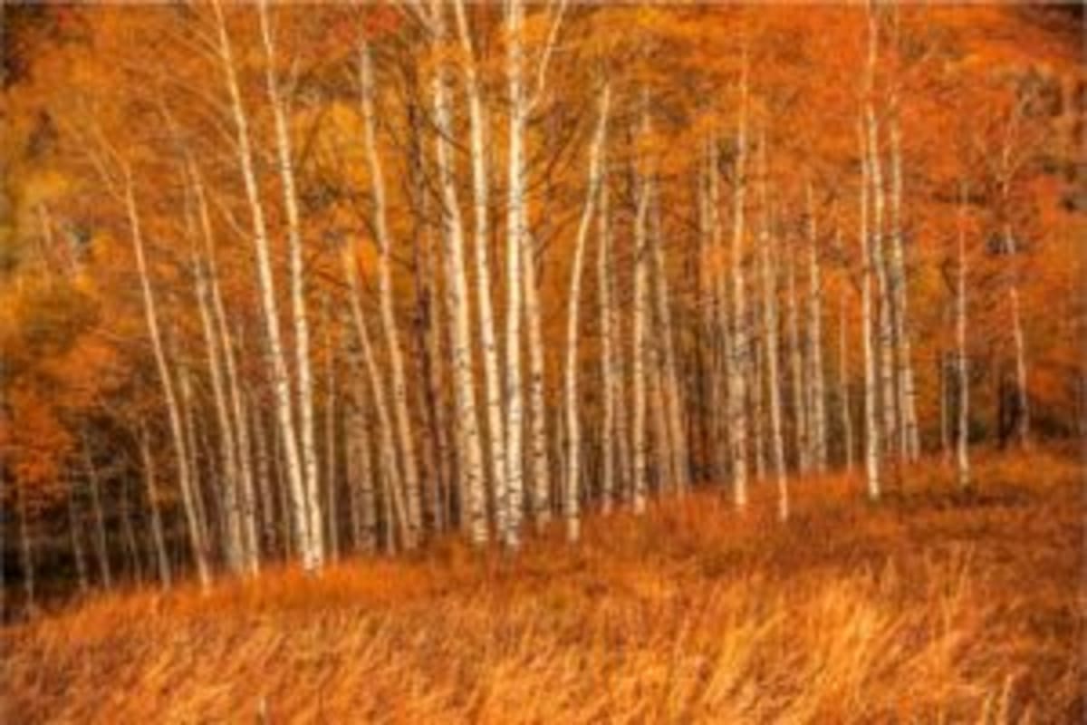 Ethiopia Plants 353 Million Trees in Just 12 Hours - Image 4