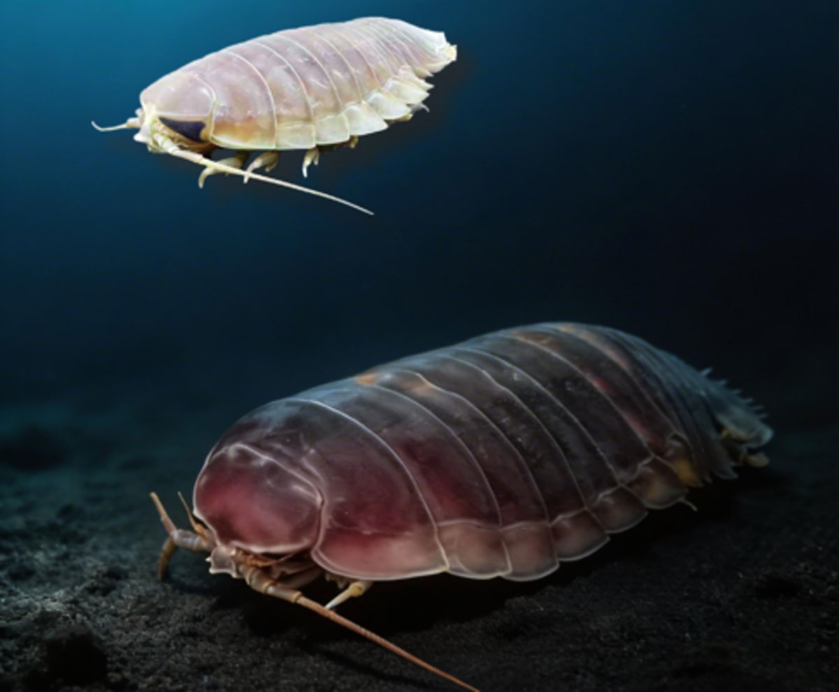 Deep-Sea Giant Survives 5 Years Without Food
