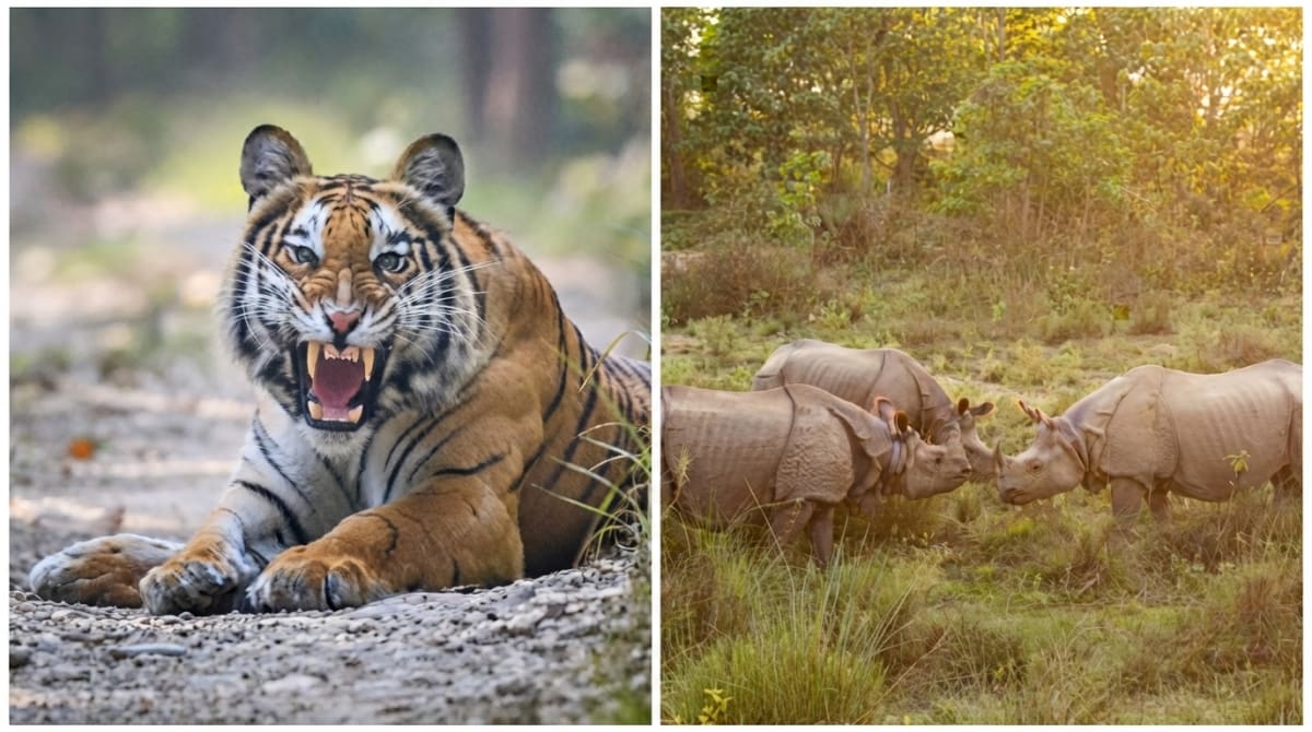Wild Bengal tiger walking through lush green forest in Nepal's protected national park