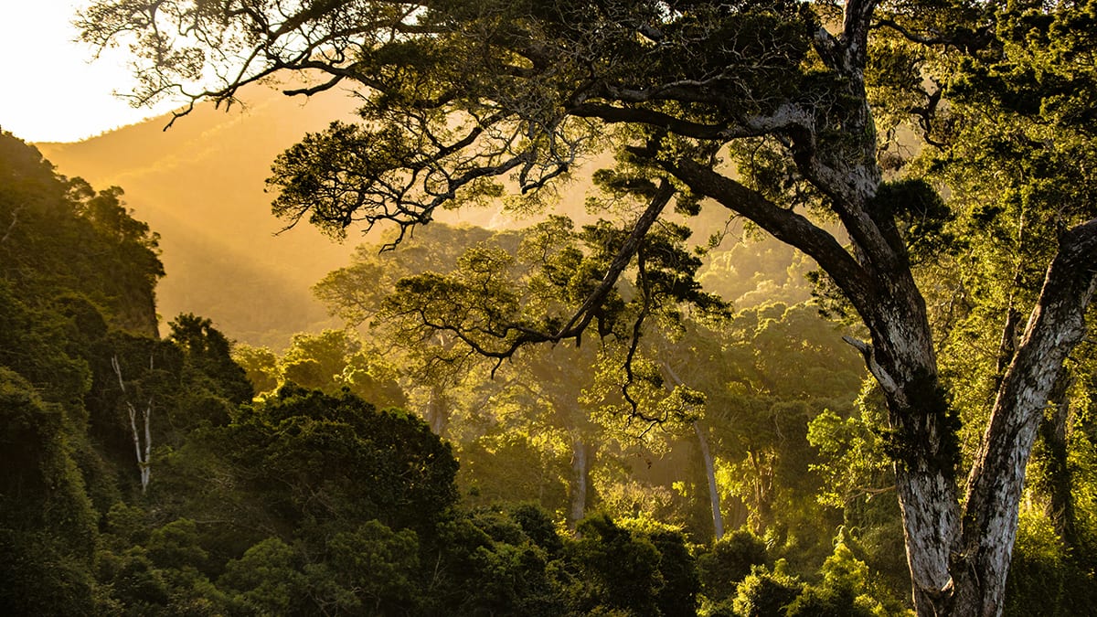 Tree Planting Location Matters More Than Quantity for Cooling