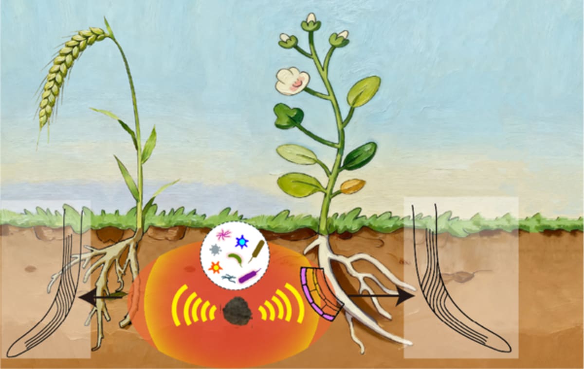 Plant roots growing away from decaying material in laboratory soil experiment
