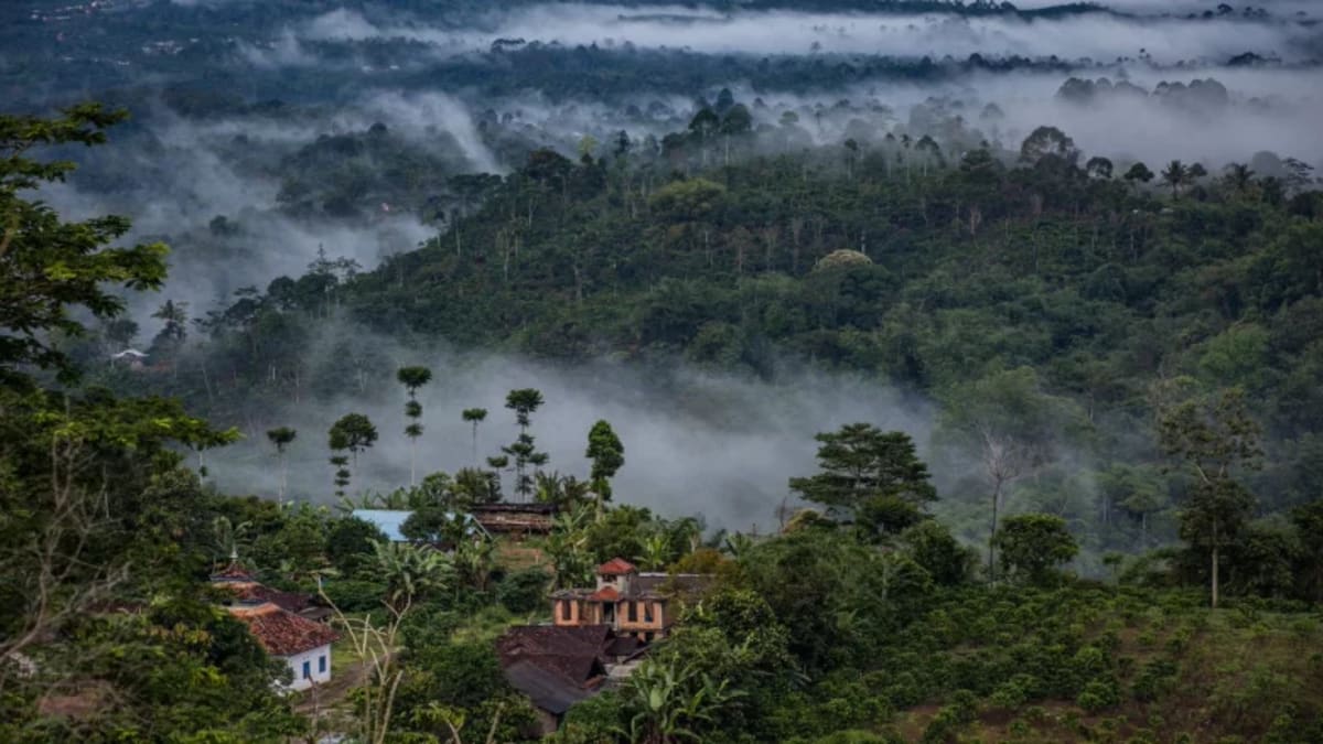 Indonesia Plans to Restore Forest Area Larger Than Portugal