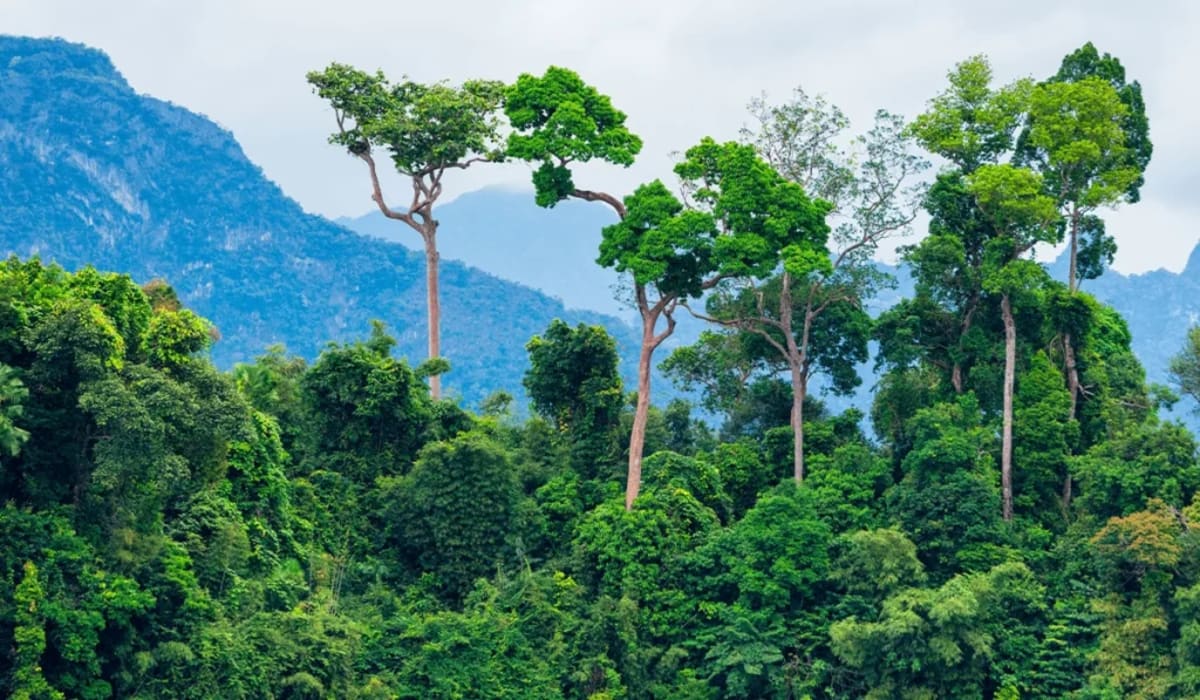 Amazon Gets 15M New Trees as Reforestation Fund Grows - Image 2