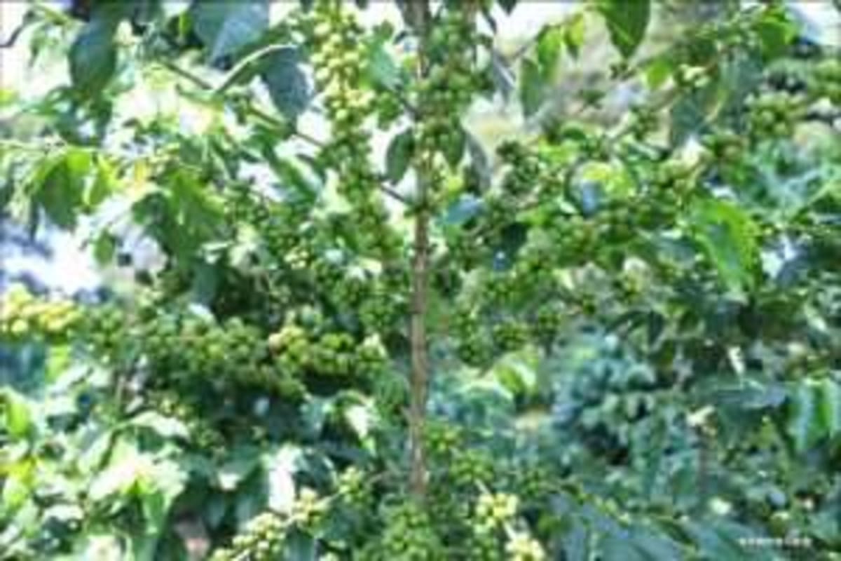 Ethiopia and Japan Team Up to Save Coffee's Genetic Future - Image 3