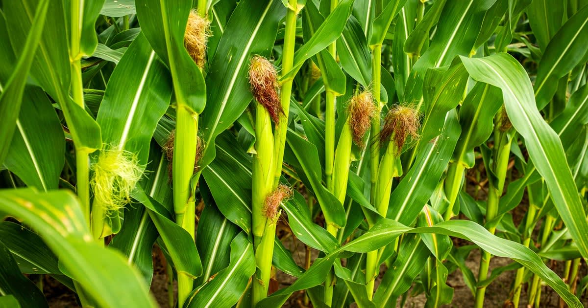 Close-up of healthy green plant roots absorbing nutrients from rich dark soil