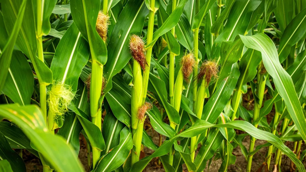 Scientists Crack Code to Make Plants Absorb More Nitrogen - Image 4