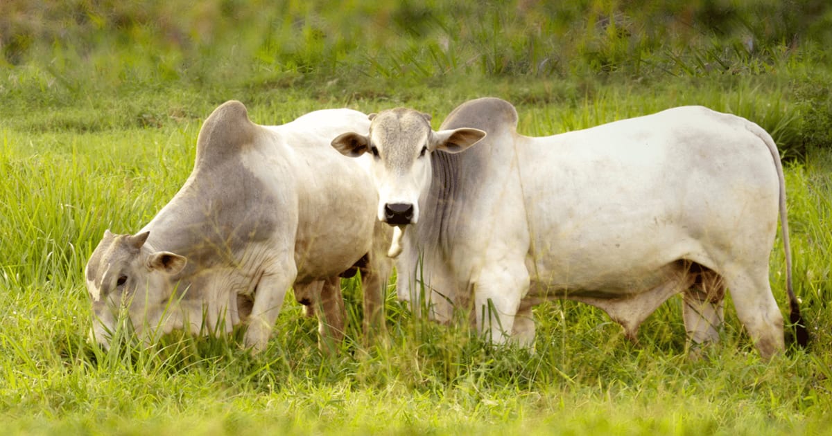 Brazil Cattle Study Cuts Methane 50% While Boosting Output