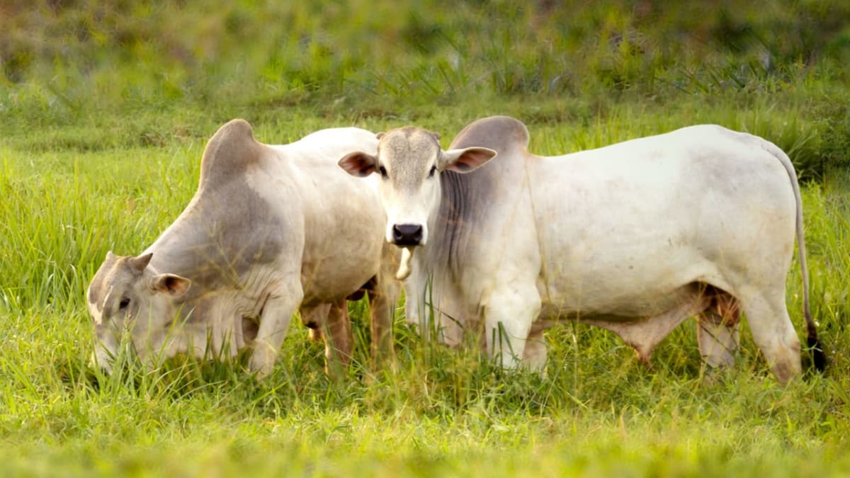 Brazil Cattle Study Cuts Methane 50% While Boosting Output - Image 2