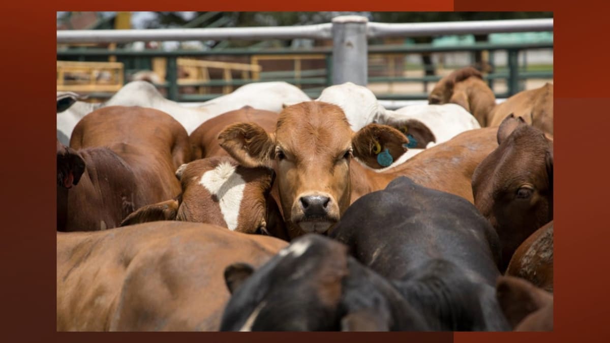 Brazil Cattle Study Cuts Methane 50% While Boosting Output - Image 3