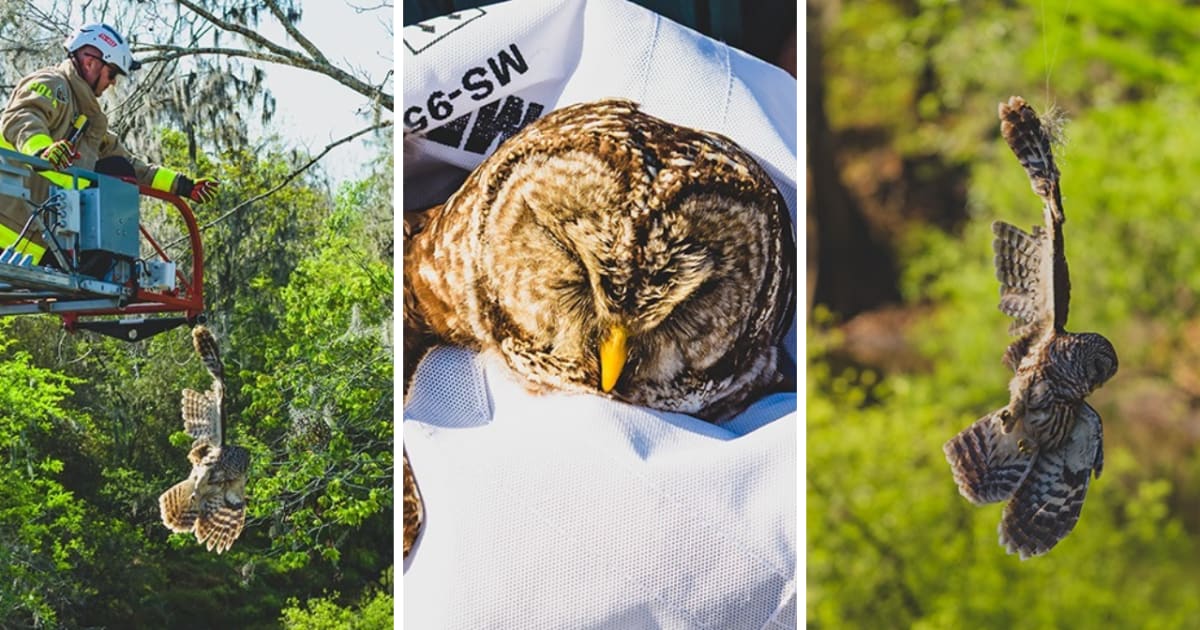 Polk County Firefighters Rescue Owl Trapped in Fishing Line