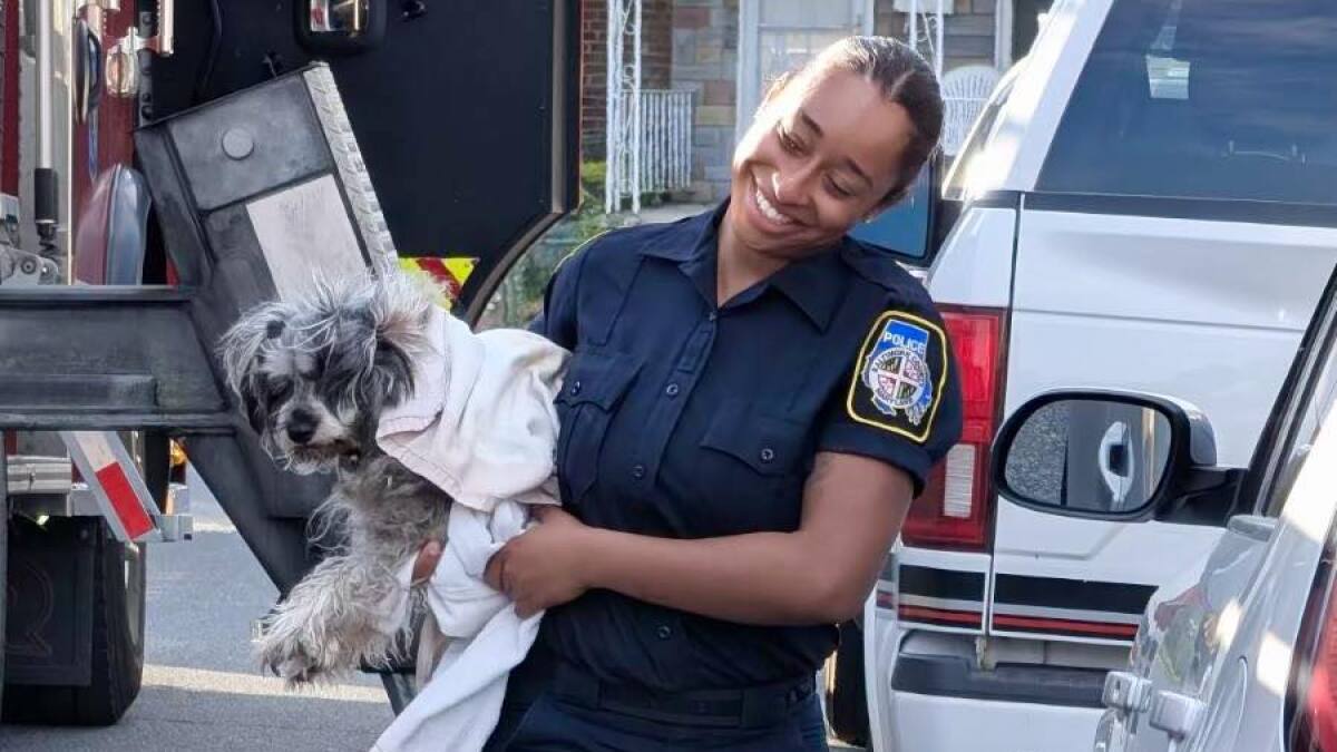 Baltimore Officer Climbs Roof to Rescue Stranded Dog - Image 2