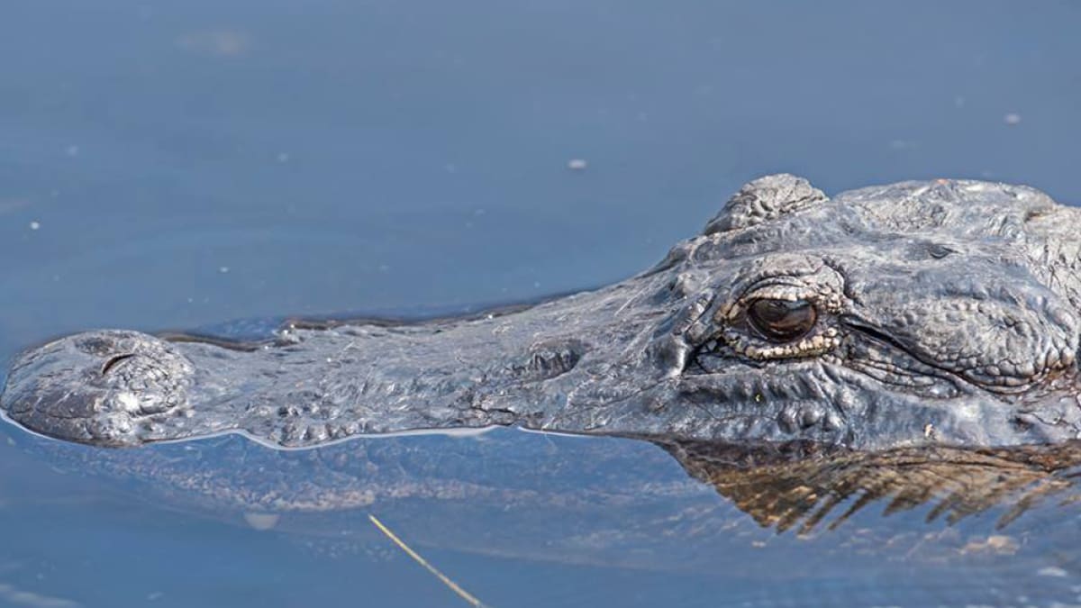 Louisiana Alligators: From 100K to 3M in 50 Years - Image 2