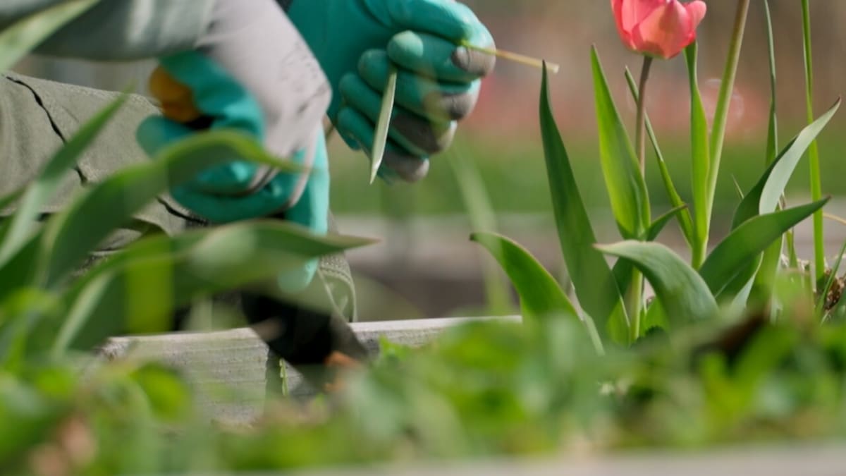 Job Corps Volunteers Prepare Hamilton Garden for Spring - Image 5