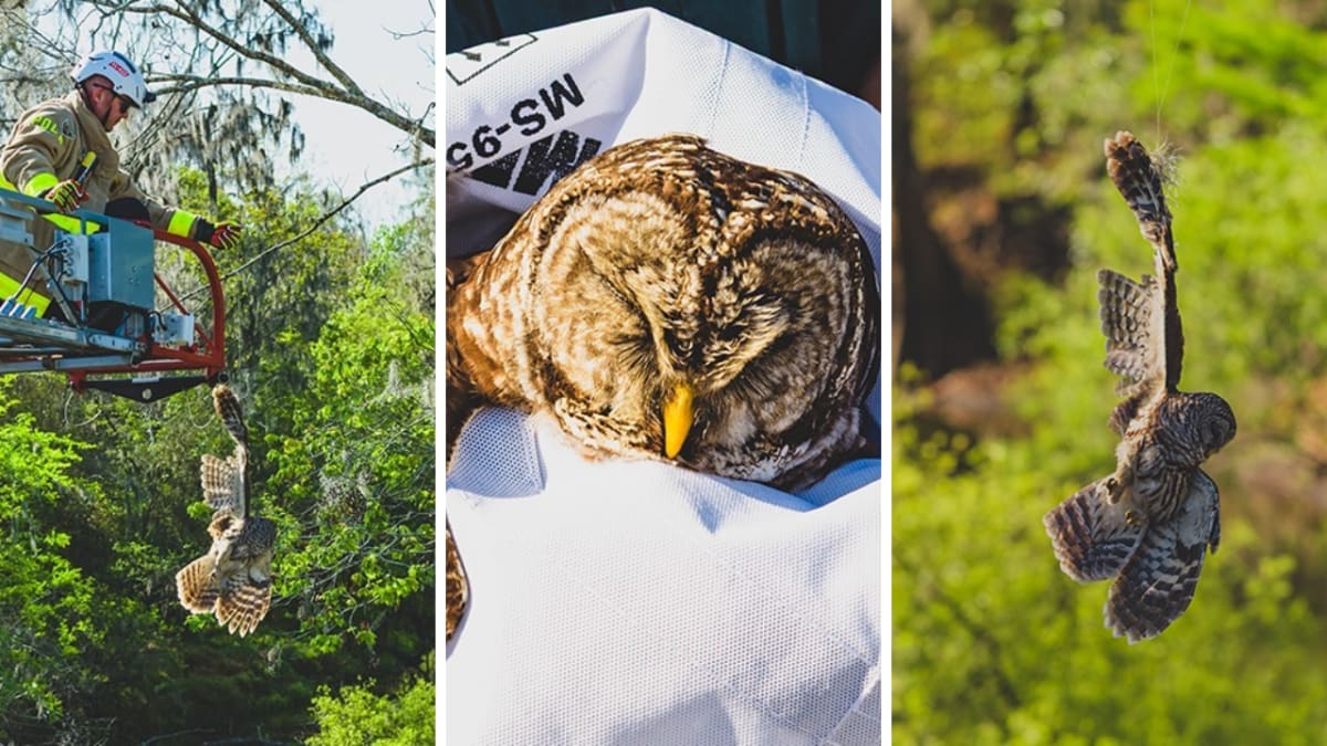 Polk County Firefighters Rescue Owl Trapped in Fishing Line - Image 3