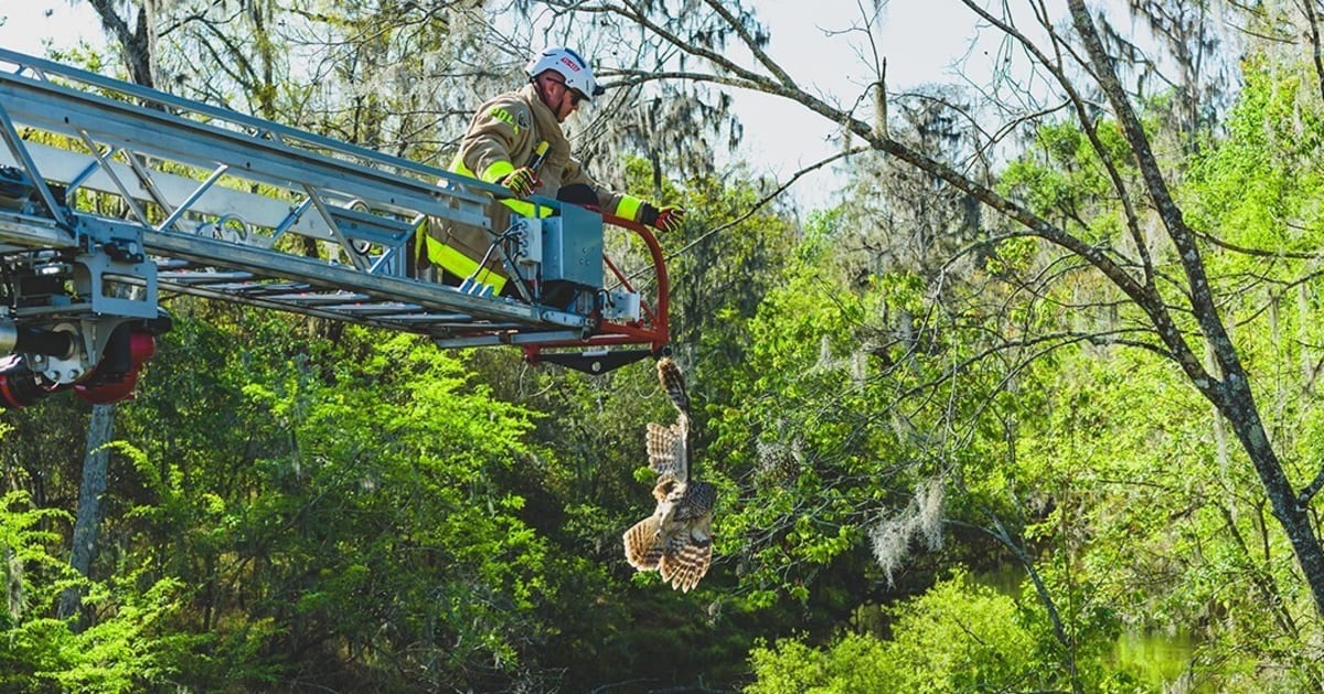 Polk County Firefighters Rescue Owl Trapped in Fishing Line - Image 5