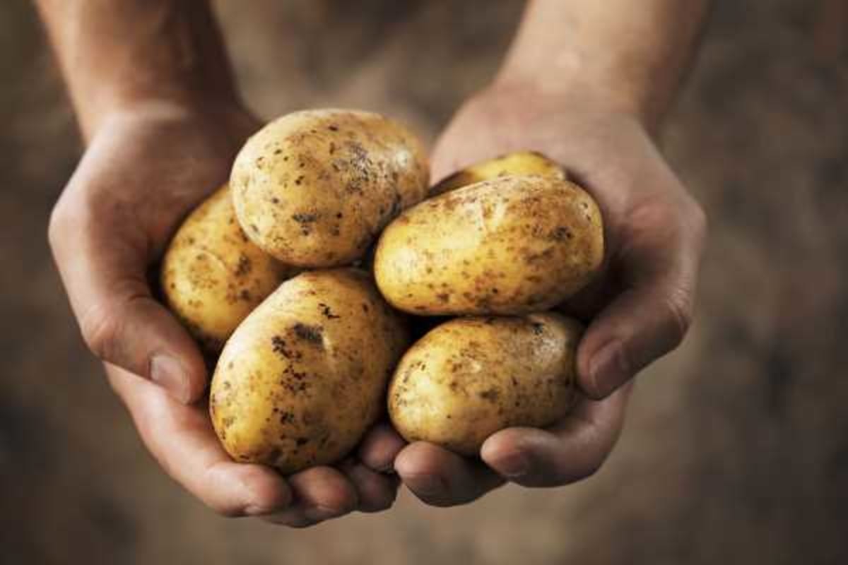 South Africa's Potato Innovation Boosts Food Security