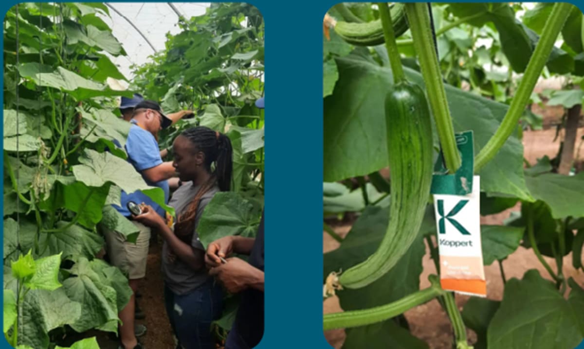 African farmers tending vegetable crops using modern drip irrigation systems in green fields