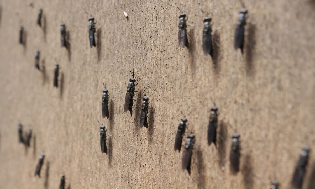 Kenya Turns Insects Into Food, Jobs for 740K People - Image 2