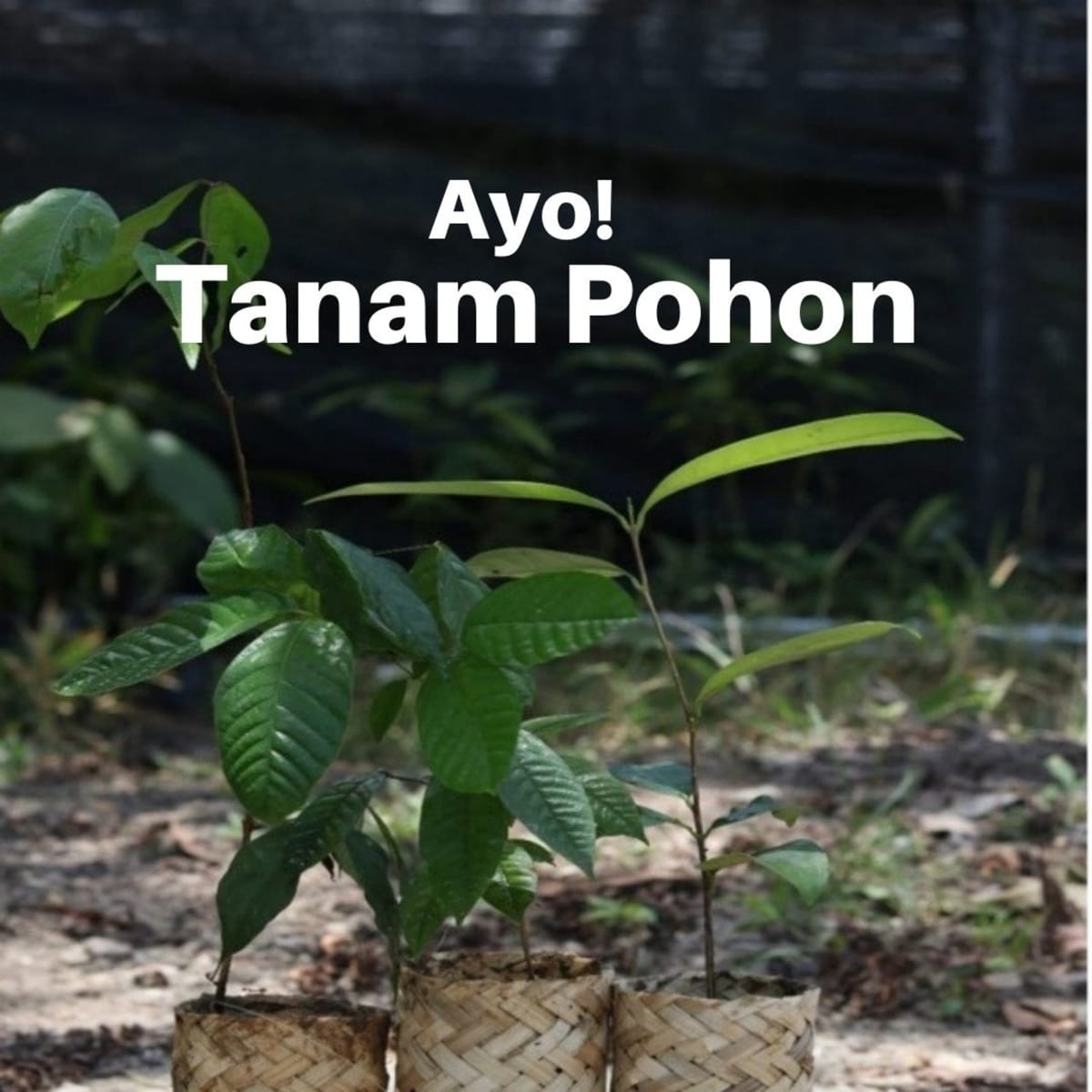Indonesia Earns $216M for Proven Forest Protection Success - Image 3