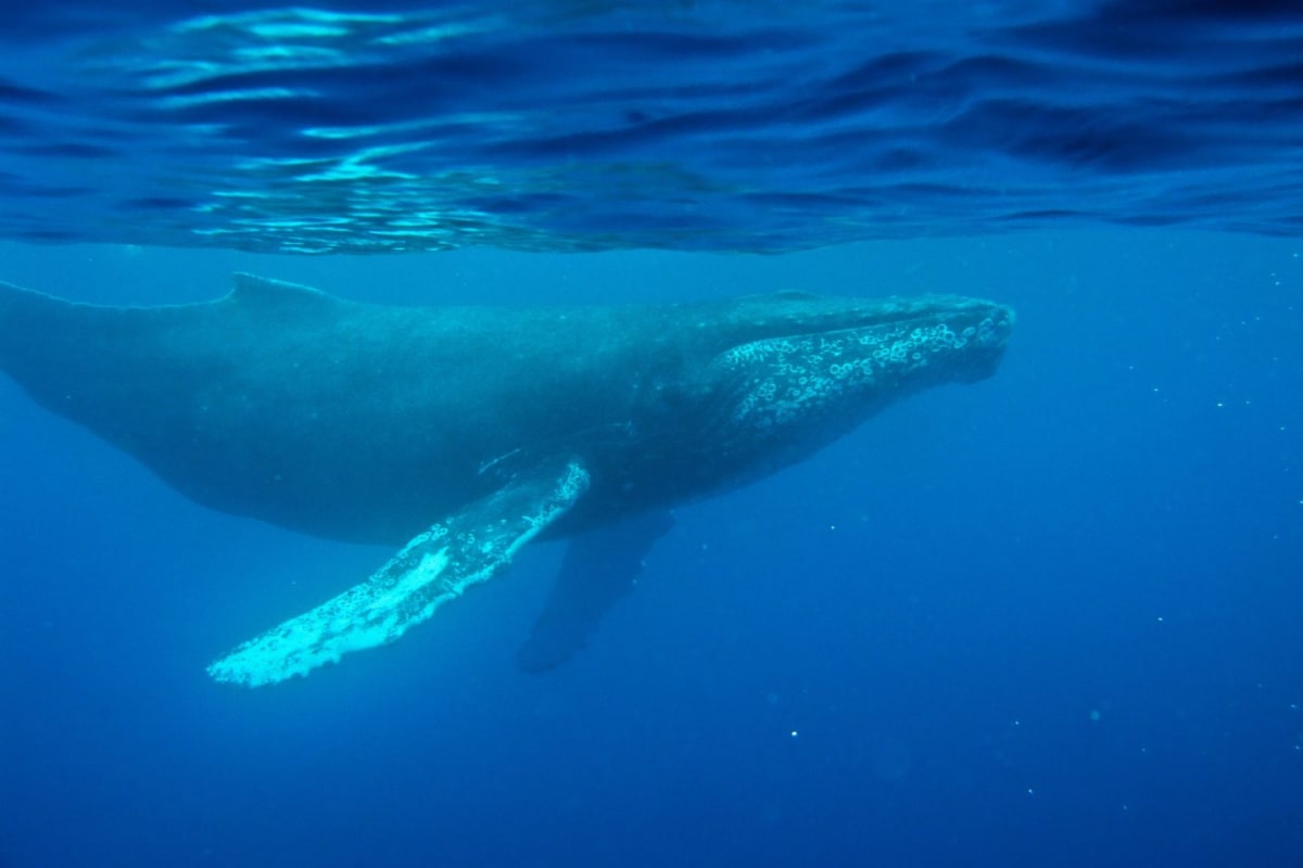 Scientists Find Oldest Whale Song From 1949 - Image 2