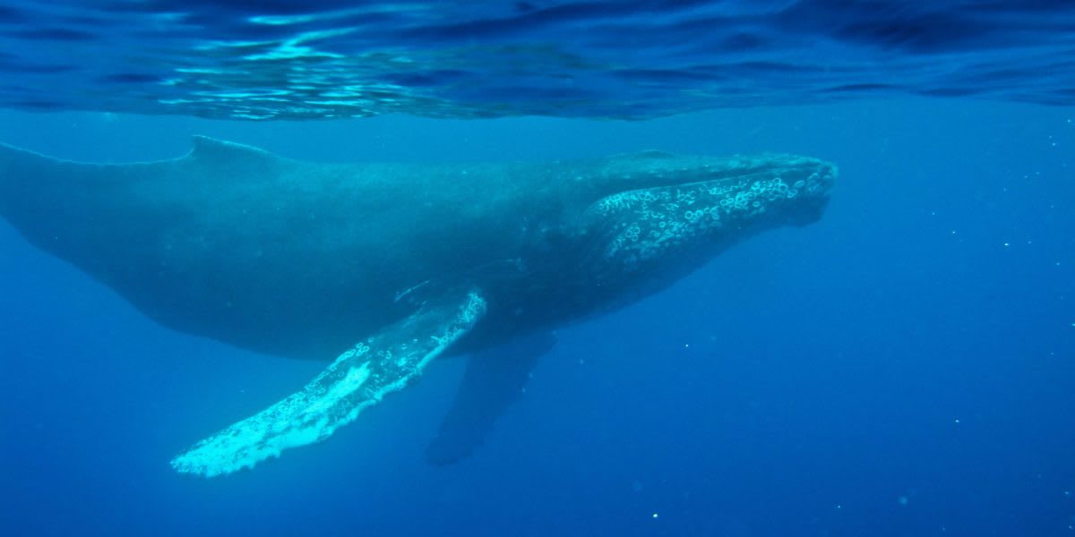 Scientists Find Oldest Whale Song From 1949