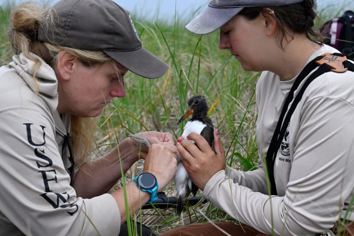 American Oystercatcher Numbers Soar 45% in 15 Years - Image 4