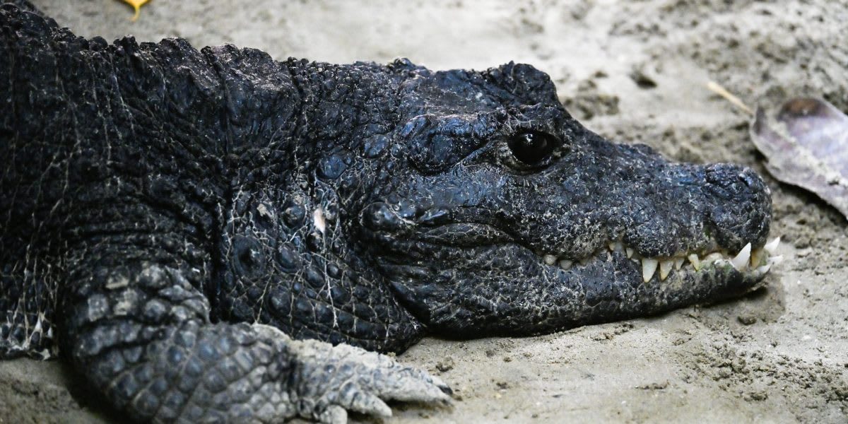 Artist rendering of small alligator-sized reptile Silescelida acristata walking in ancient Brazilian landscape
