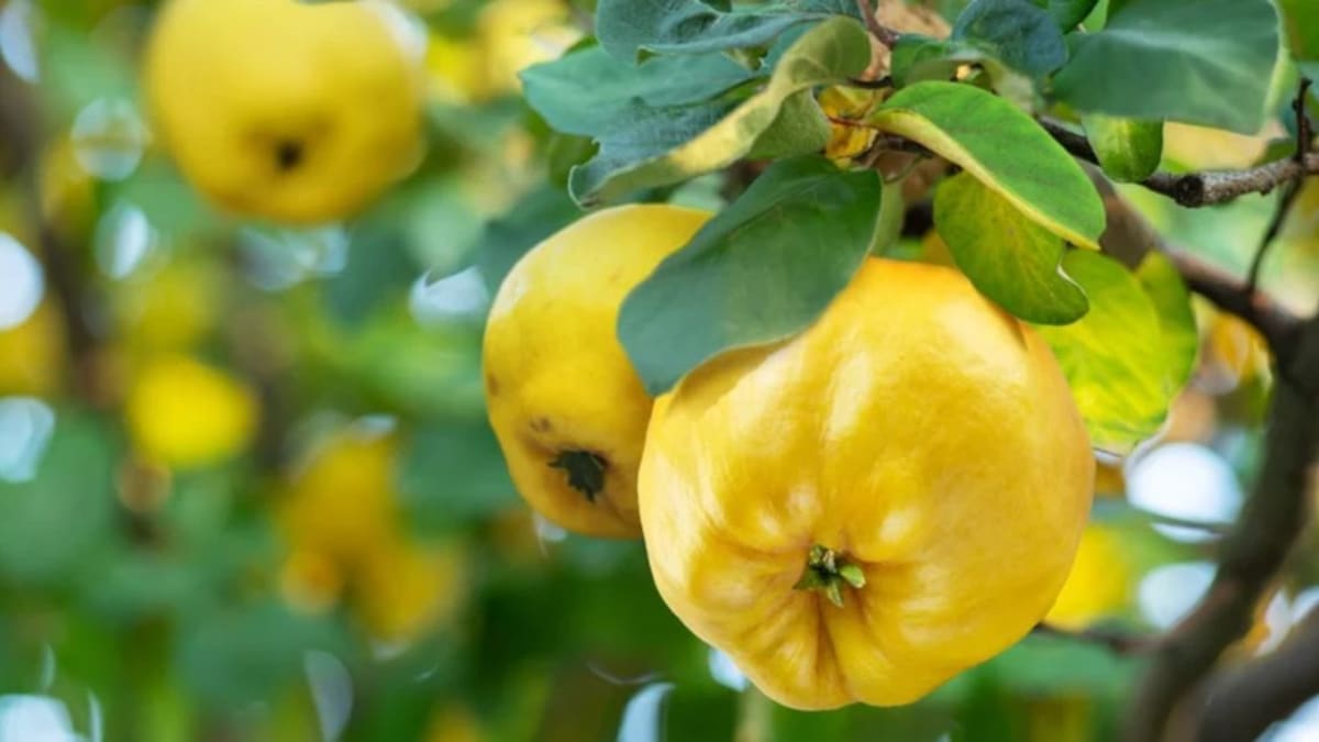 Golden quince fruit harvested at Argentine military estate used for bartering truck parts